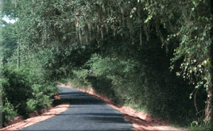 Canopy road en route to the farm - Leon County (FL) Public Works photo
